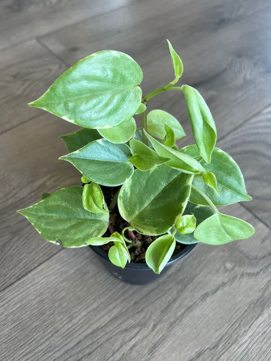 Peperomia Scandens var 'Cupid Peperomia'