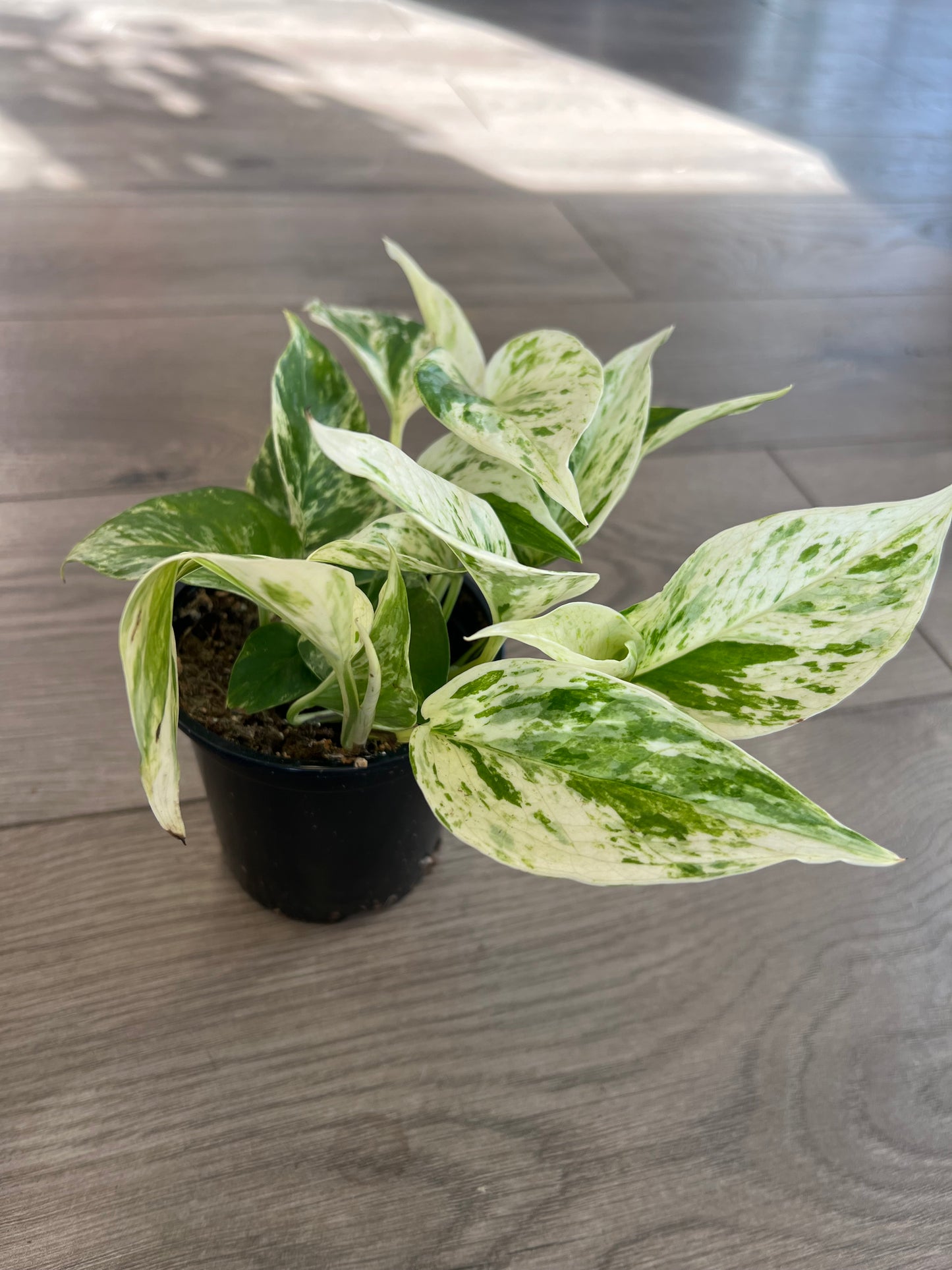 Epipremnum aureum 'Snow Queen Pothos'