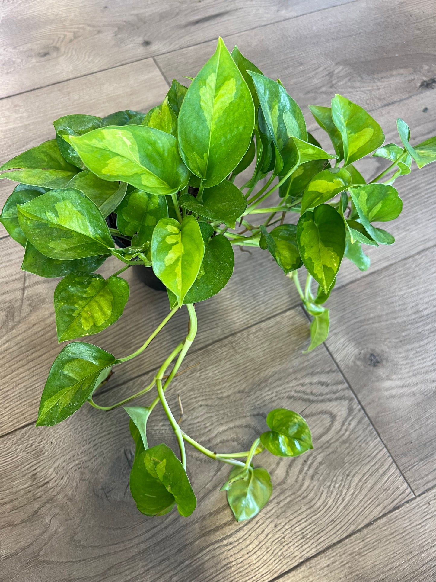 Epipremnun aur 'Global Green'