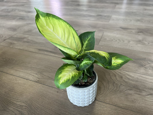 Dieffenbachia 'Camille'