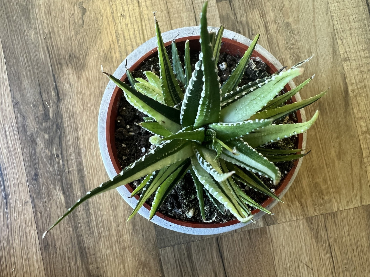 Haworthia attenuata 'Zebra varigata’