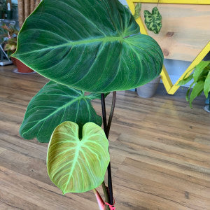 Philodendron rubri 'El Choco Red'