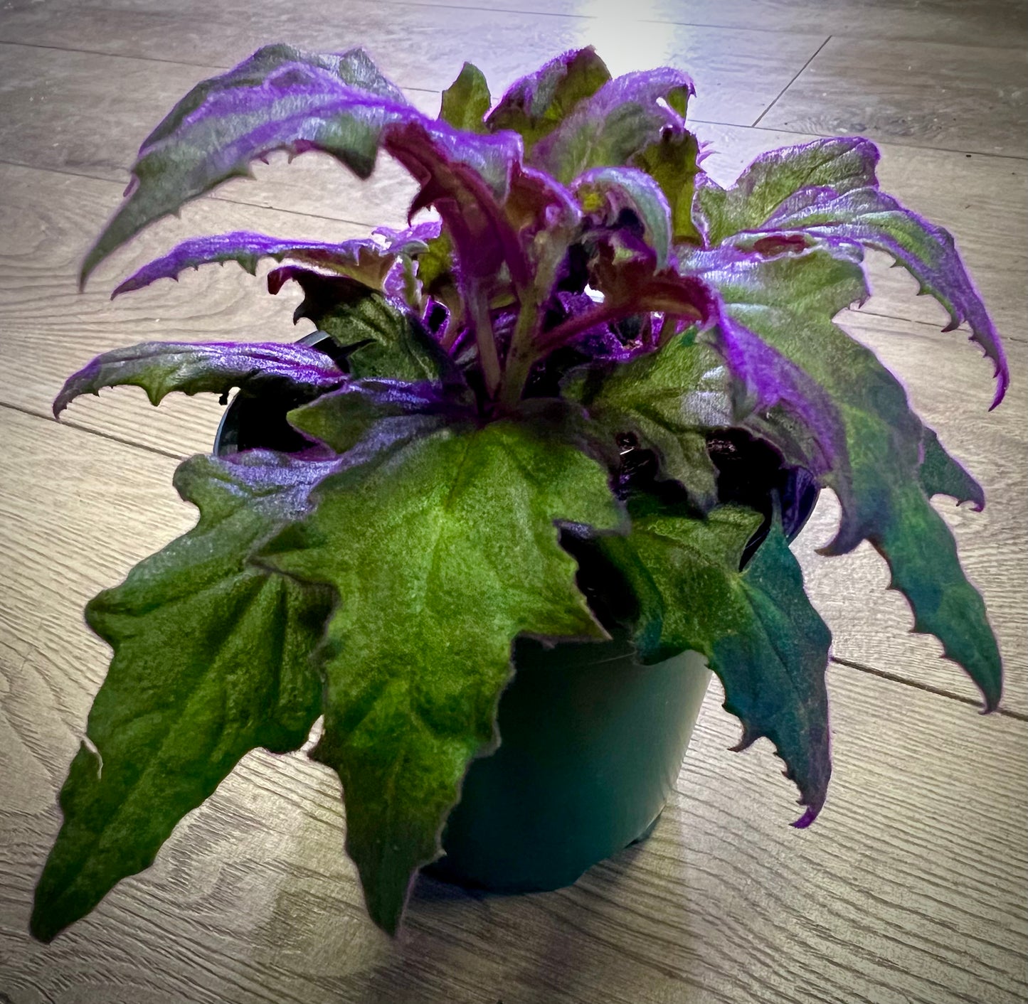 Gynura aurantiaca 'Purple Passion'