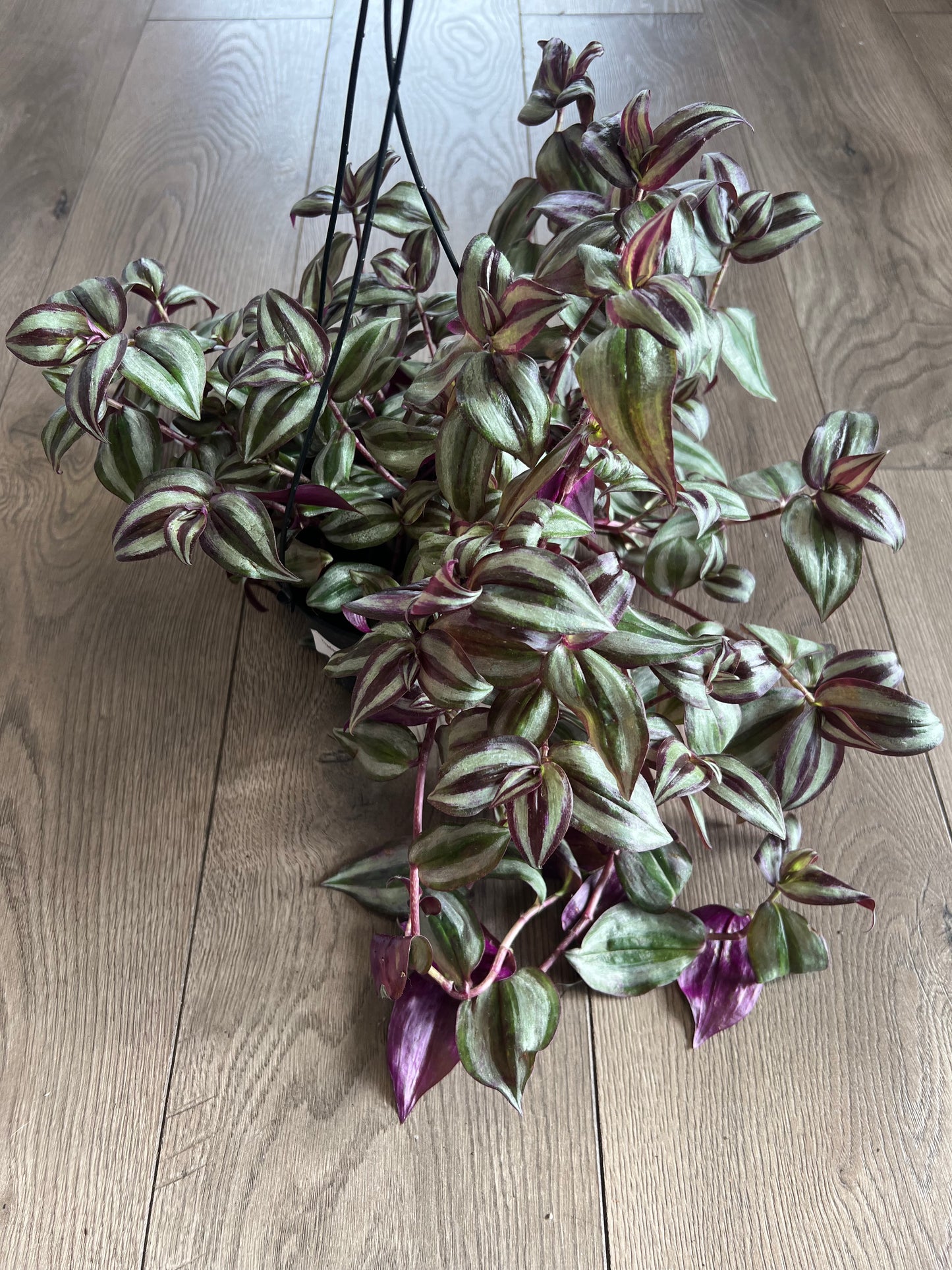 Tradescantia ‘Zebrina’