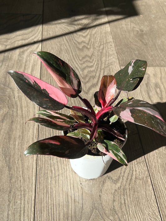 Philodendron Pink Princess