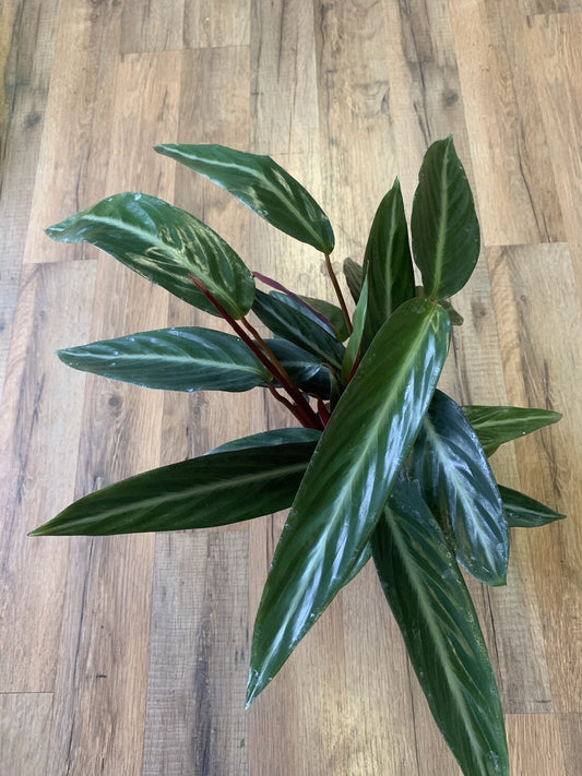 Stromanthe sanguinea