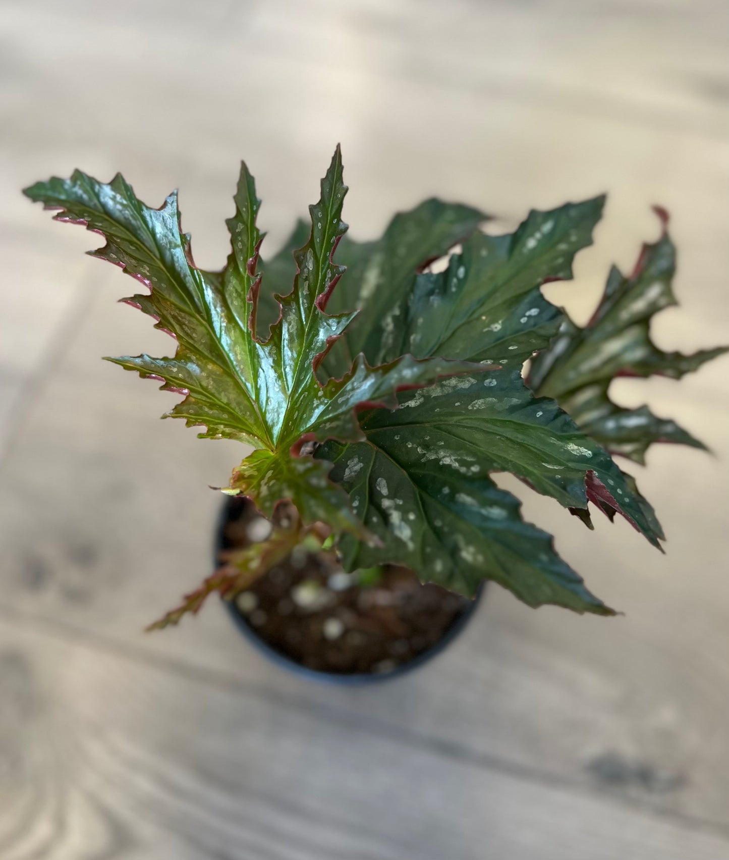 Angel wing Begonia 'Sophia Cecile'