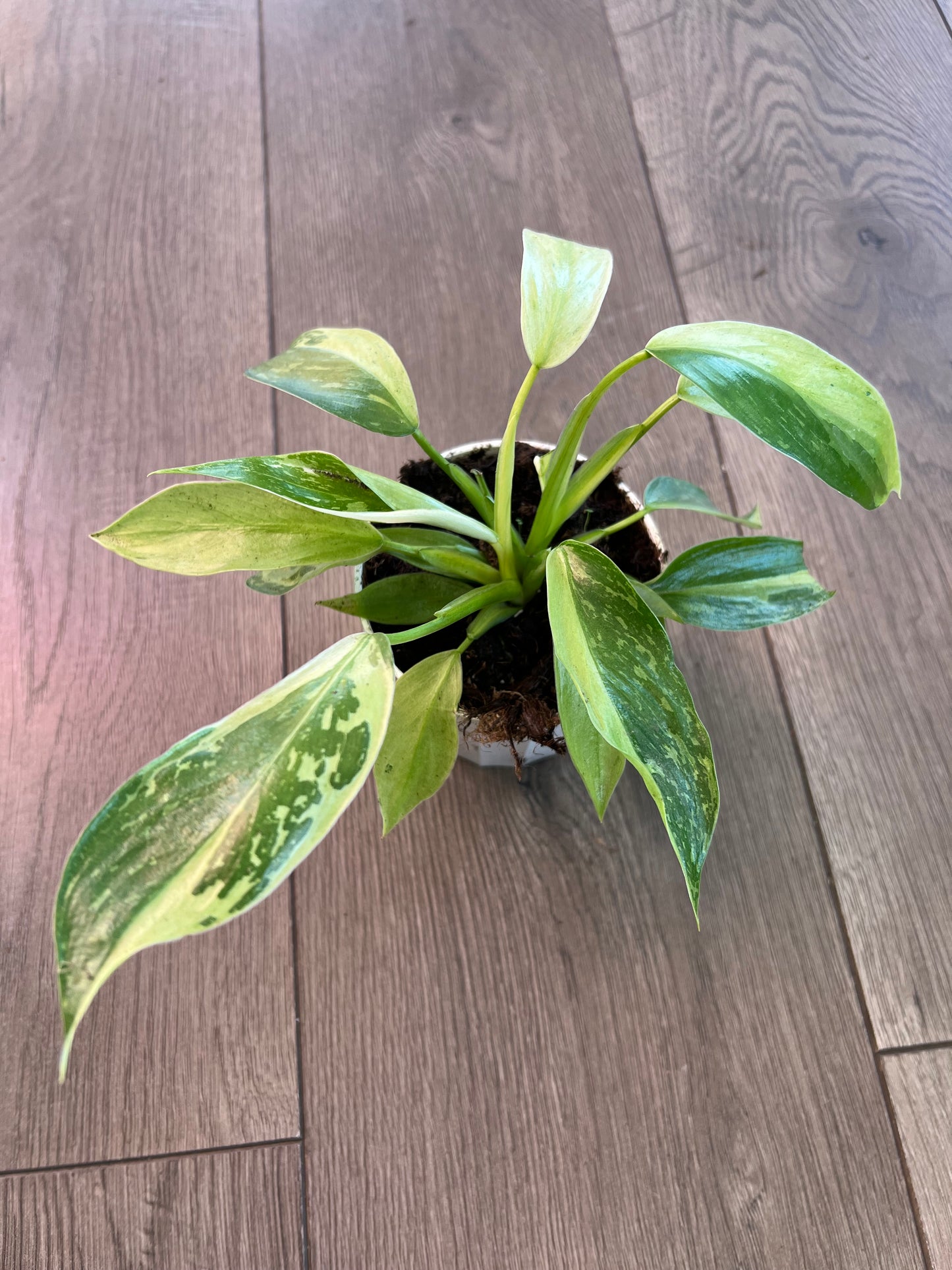 Philodendron 'Jose Bueno'