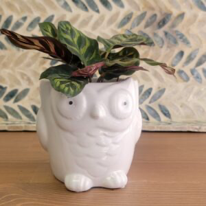 Ceramic Animal Planter