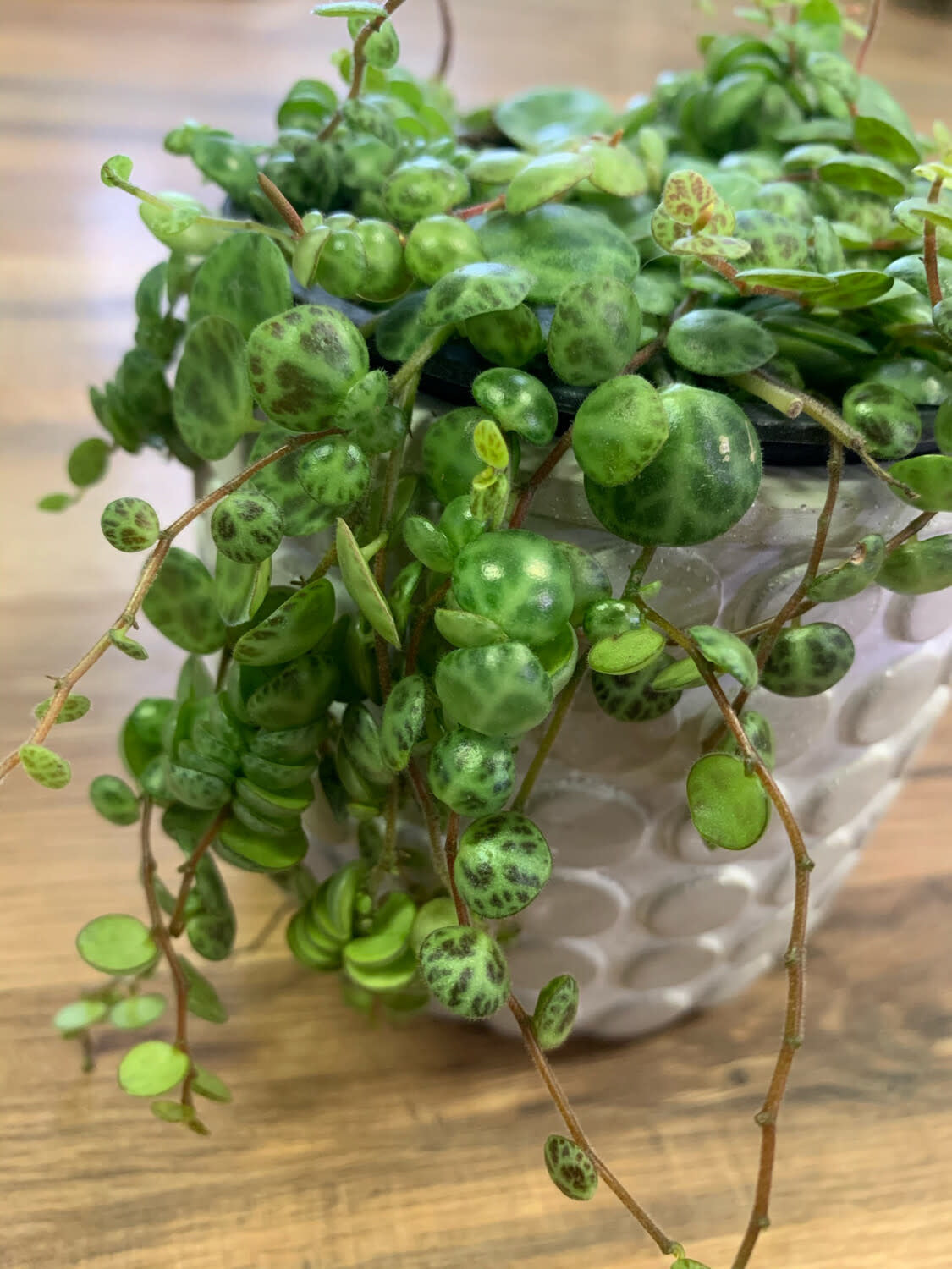Peperomia prostrata 'String of Turtles'