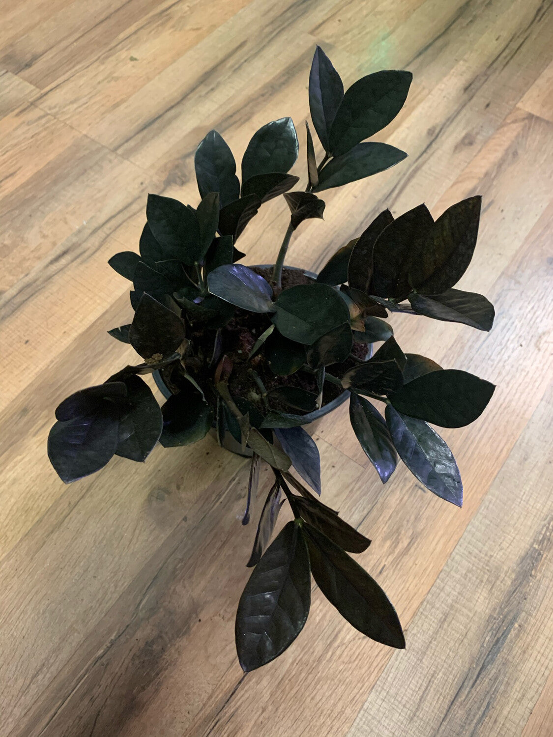Zamioculcas zamiifolia Raven ‘ZZ'