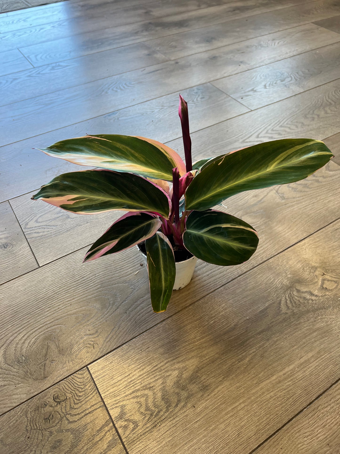 Stromanthe ‘Trio Star’