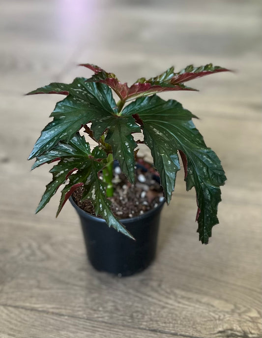 Angel wing Begonia 'Sophia Cecile'