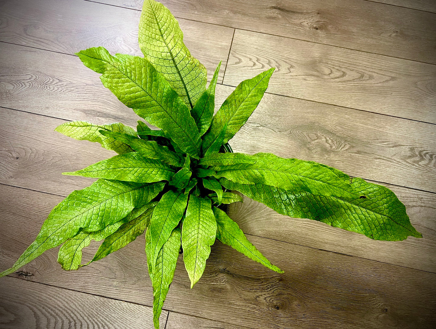 Microsorium musifolium  'Crocodile Fern’