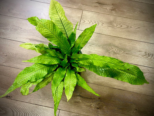Microsorium musifolium  'Crocodile Fern’