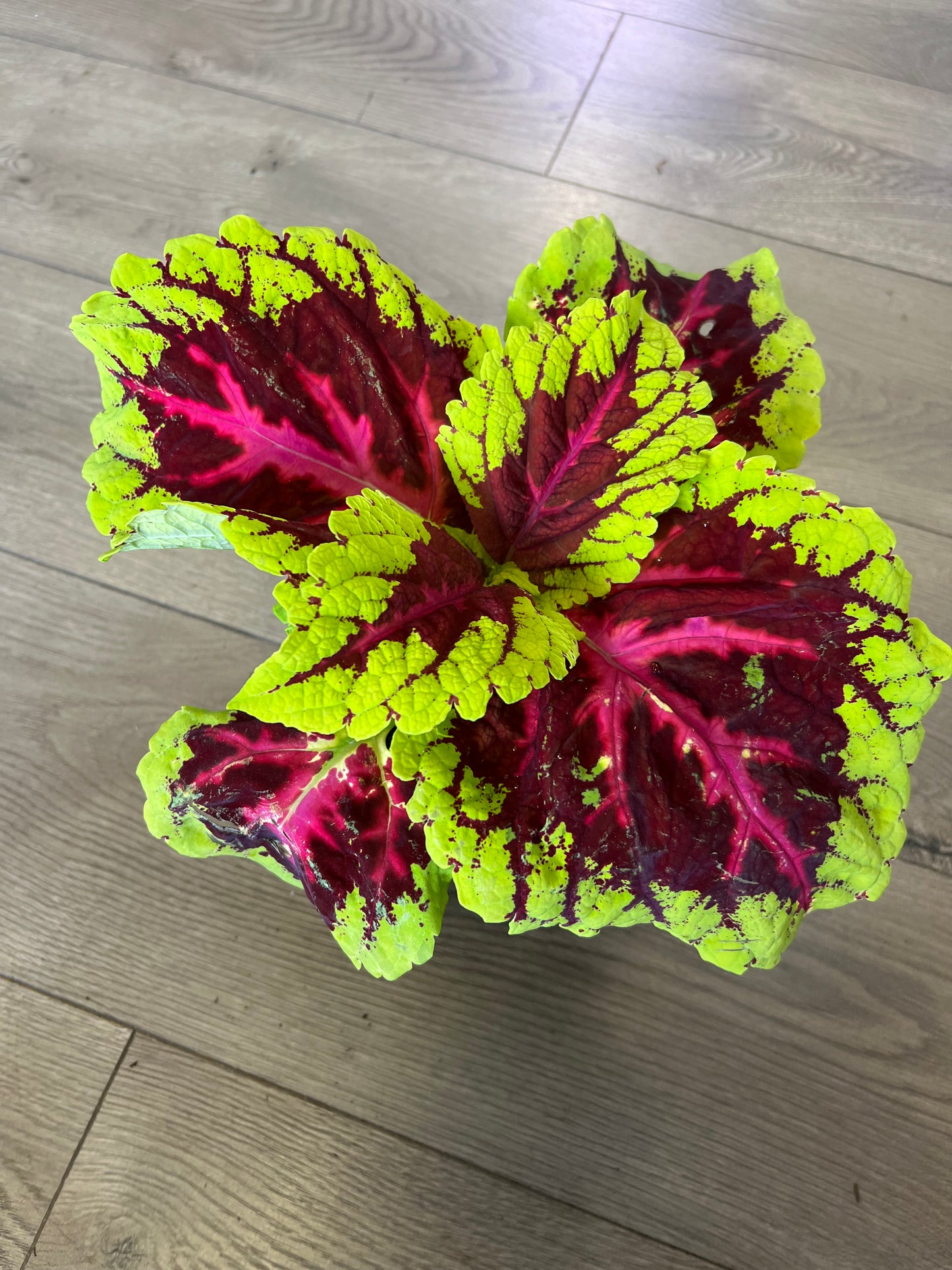 Coleus 'King Rose'