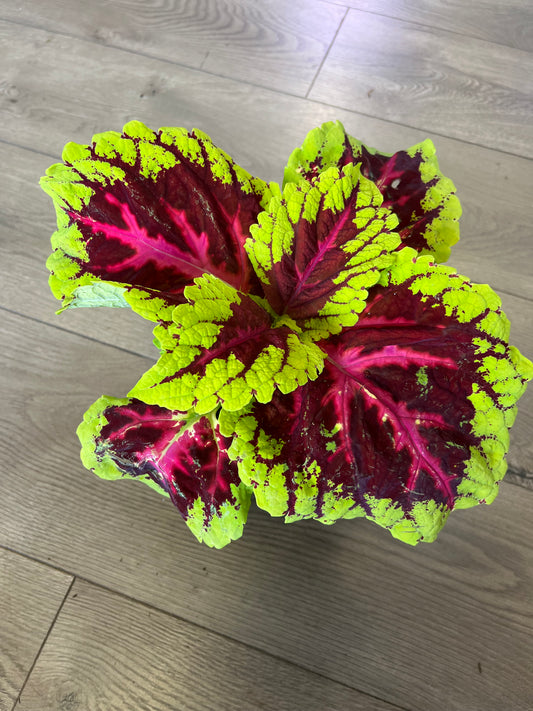 Coleus 'King Rose'