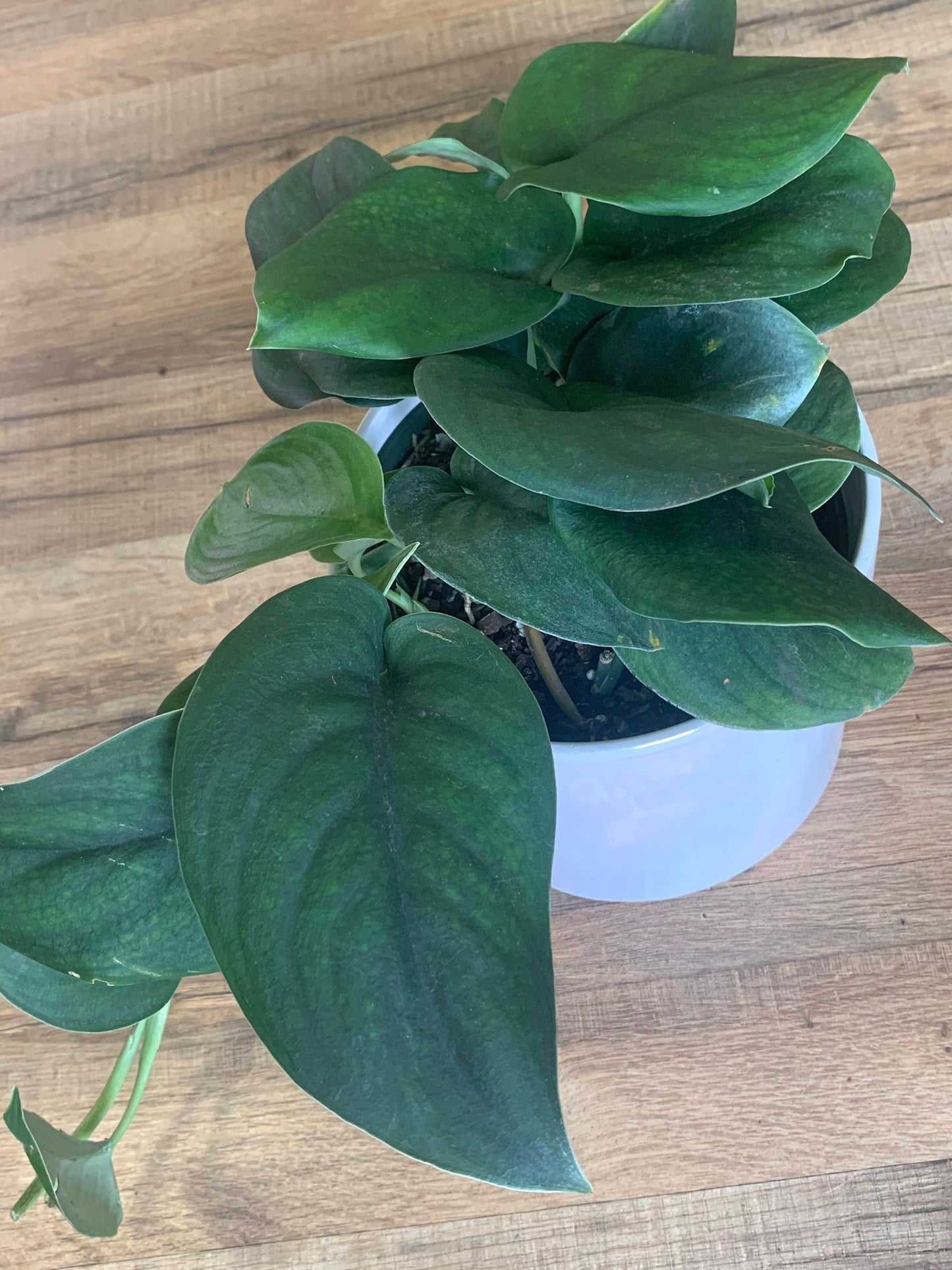 Scindapsus 'Jade Satin'