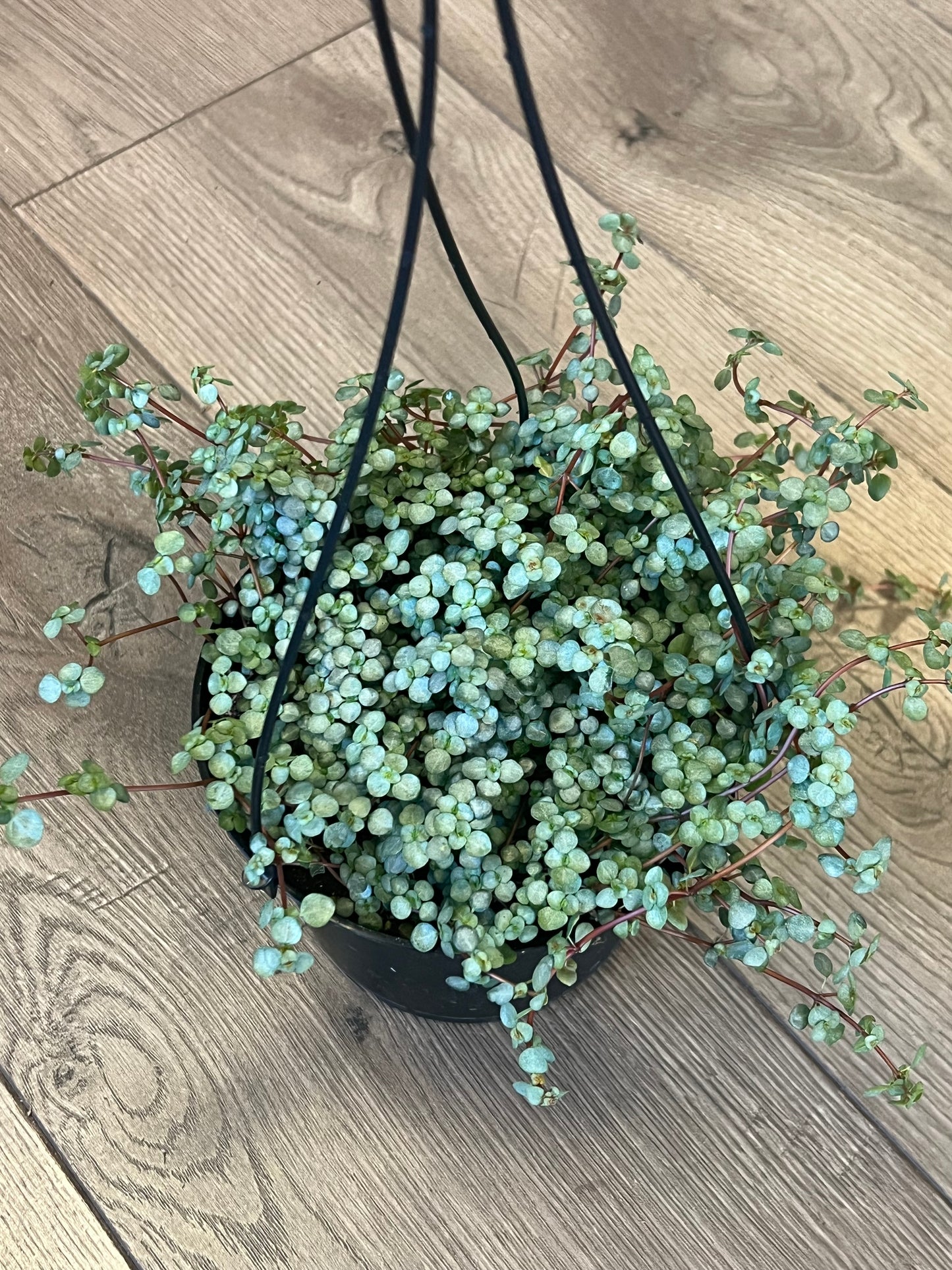 Pilea 'Silver Sparkle'