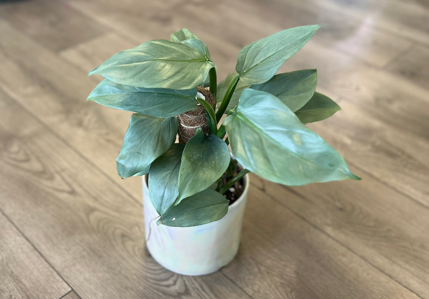 Philodendron hastatum 'Silver Sword'