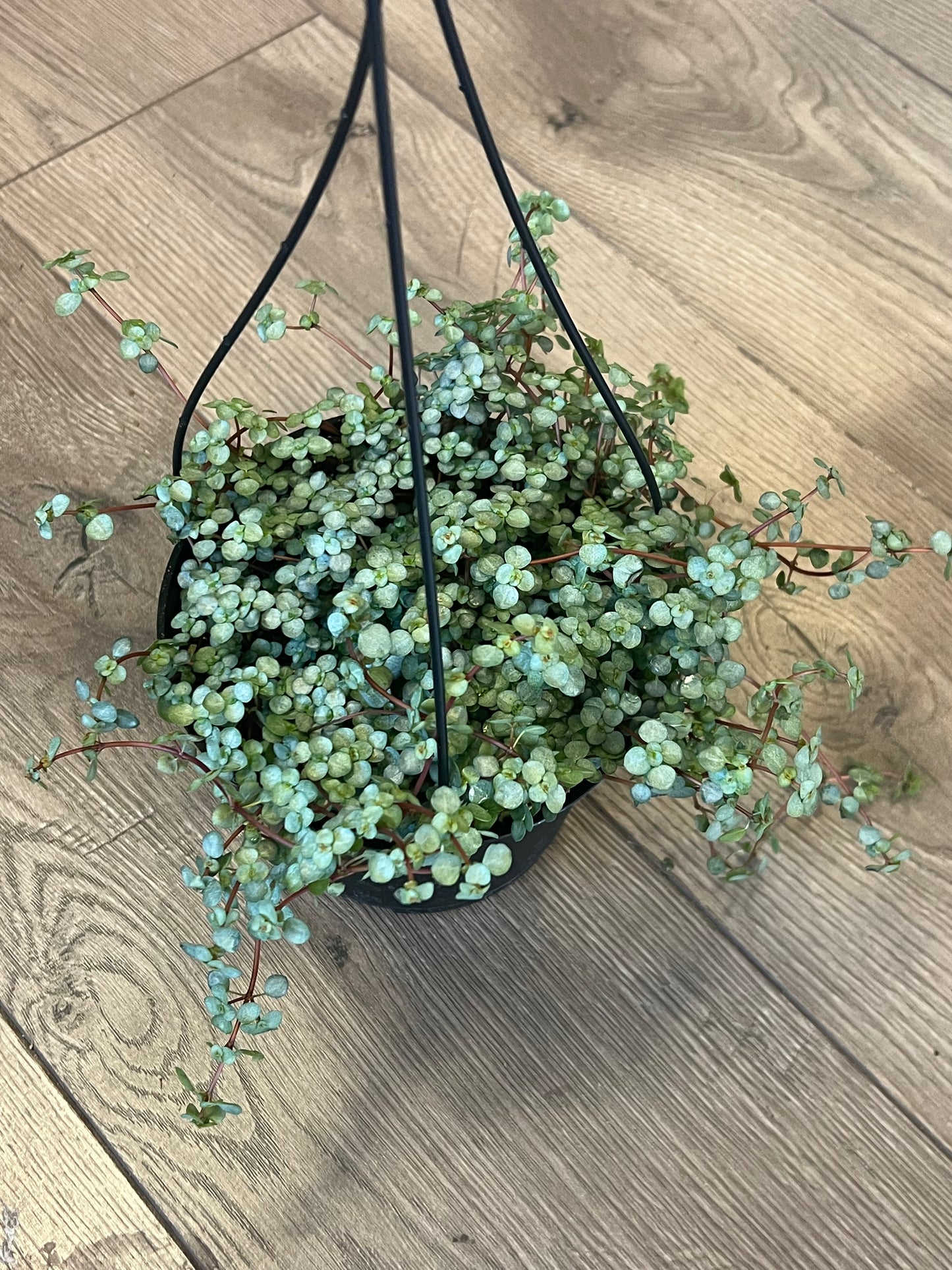 Pilea 'Silver Sparkle'