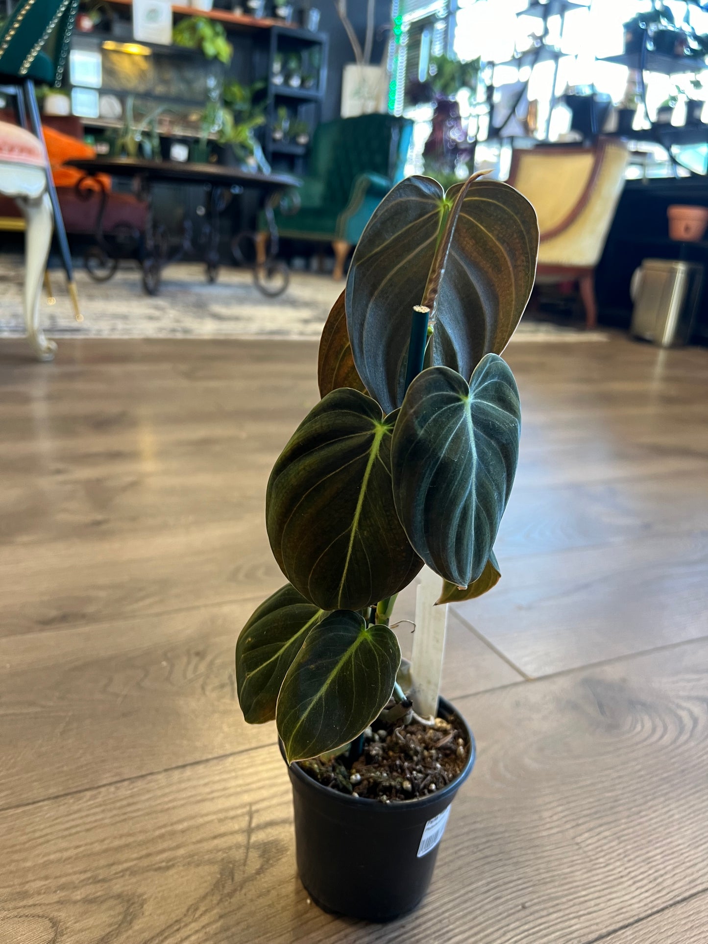 Philodendron melanochrysum