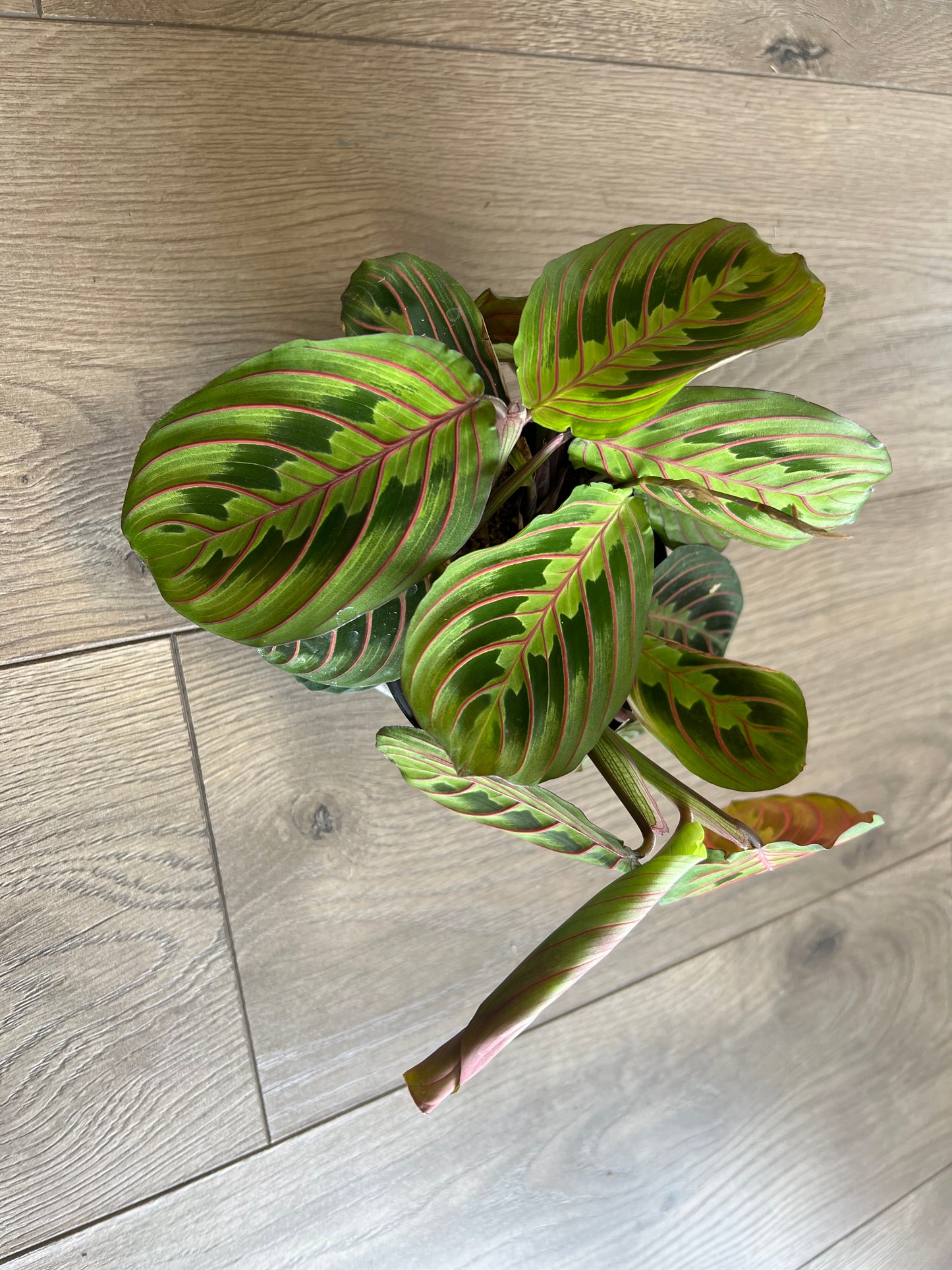 Maranta 'Prayer Plant Red'