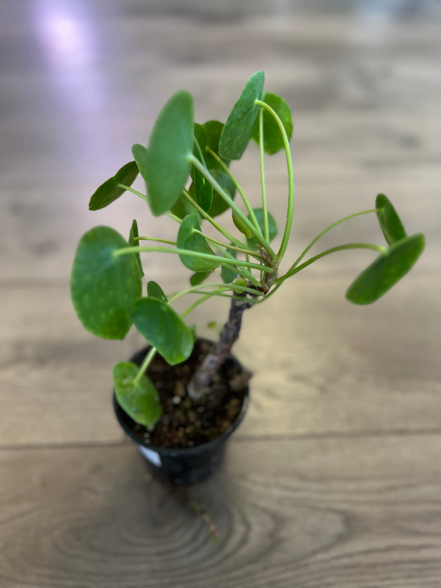 Pilea pepermoids 'Friendship Plant'