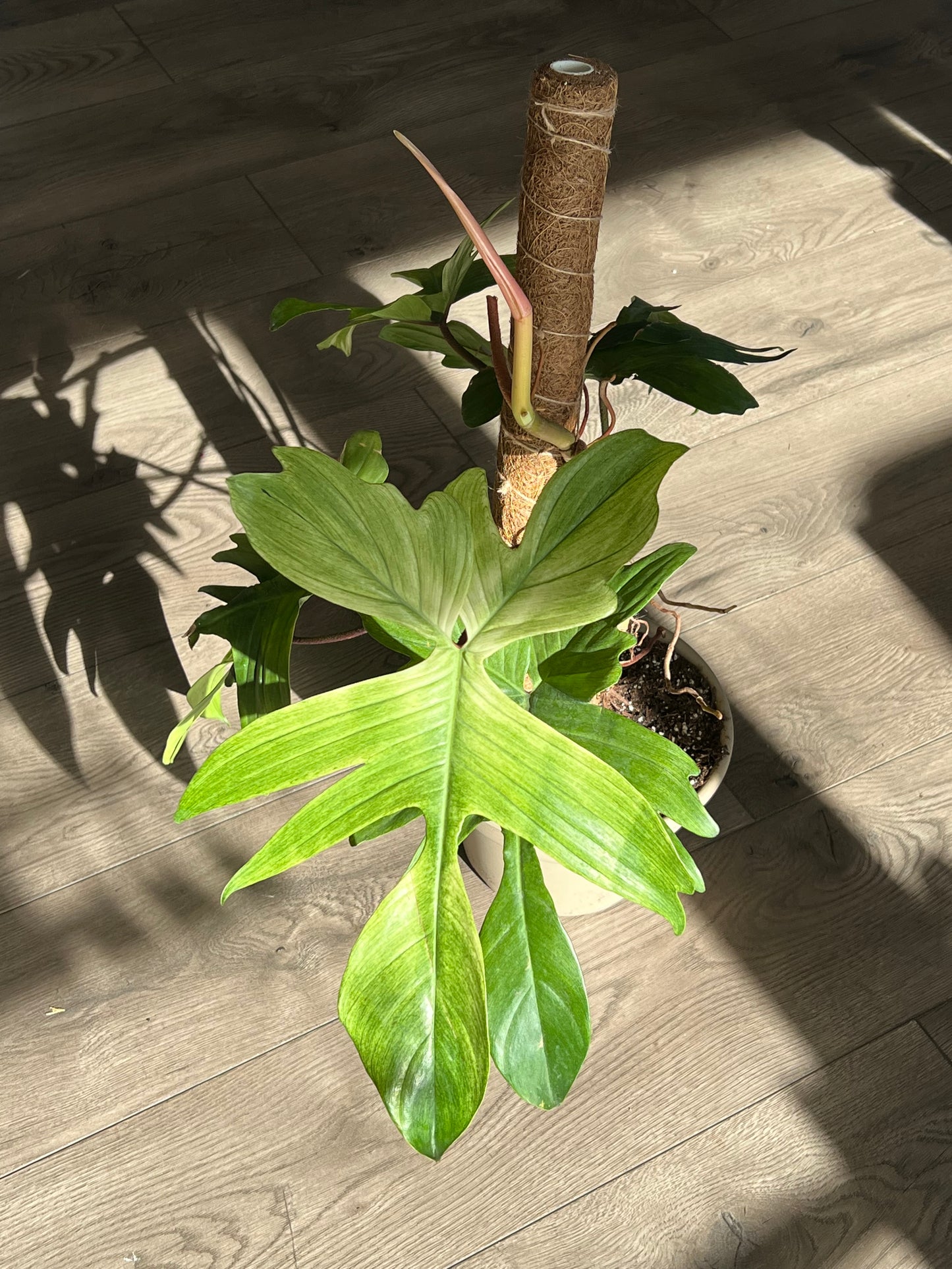 Philodendron 'Florida Ghost mint’