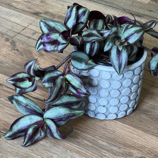 Tradescantia ‘Zebrina’