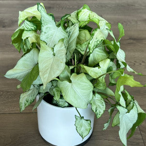 Syngonium 'White Butterfly'
