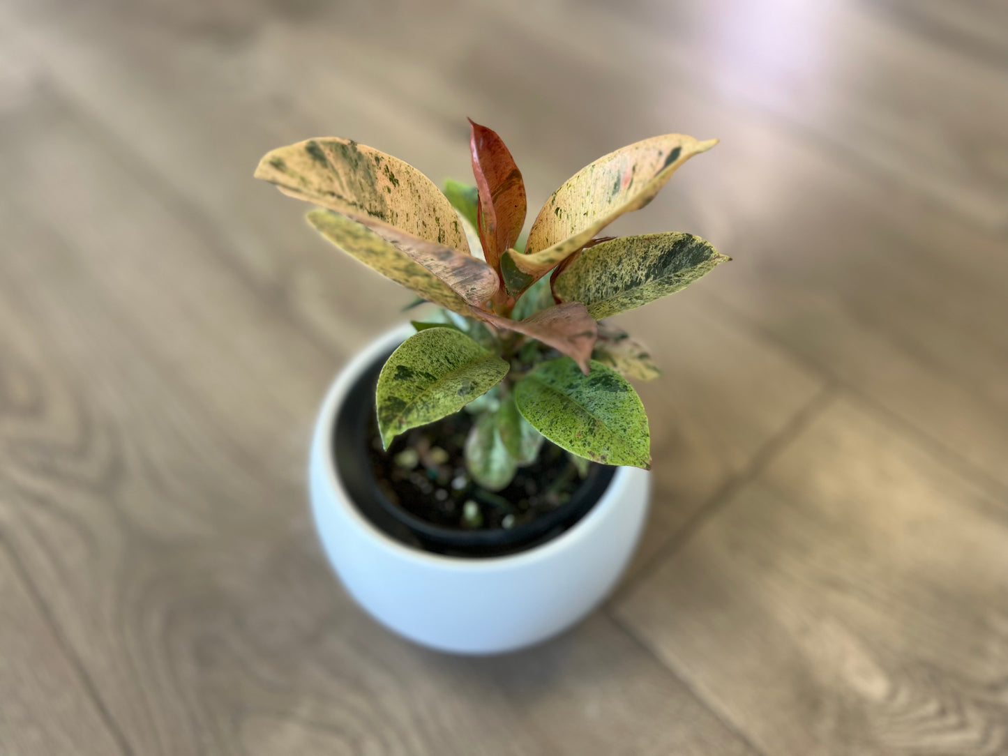 Ficus elastica 'Shivereana'