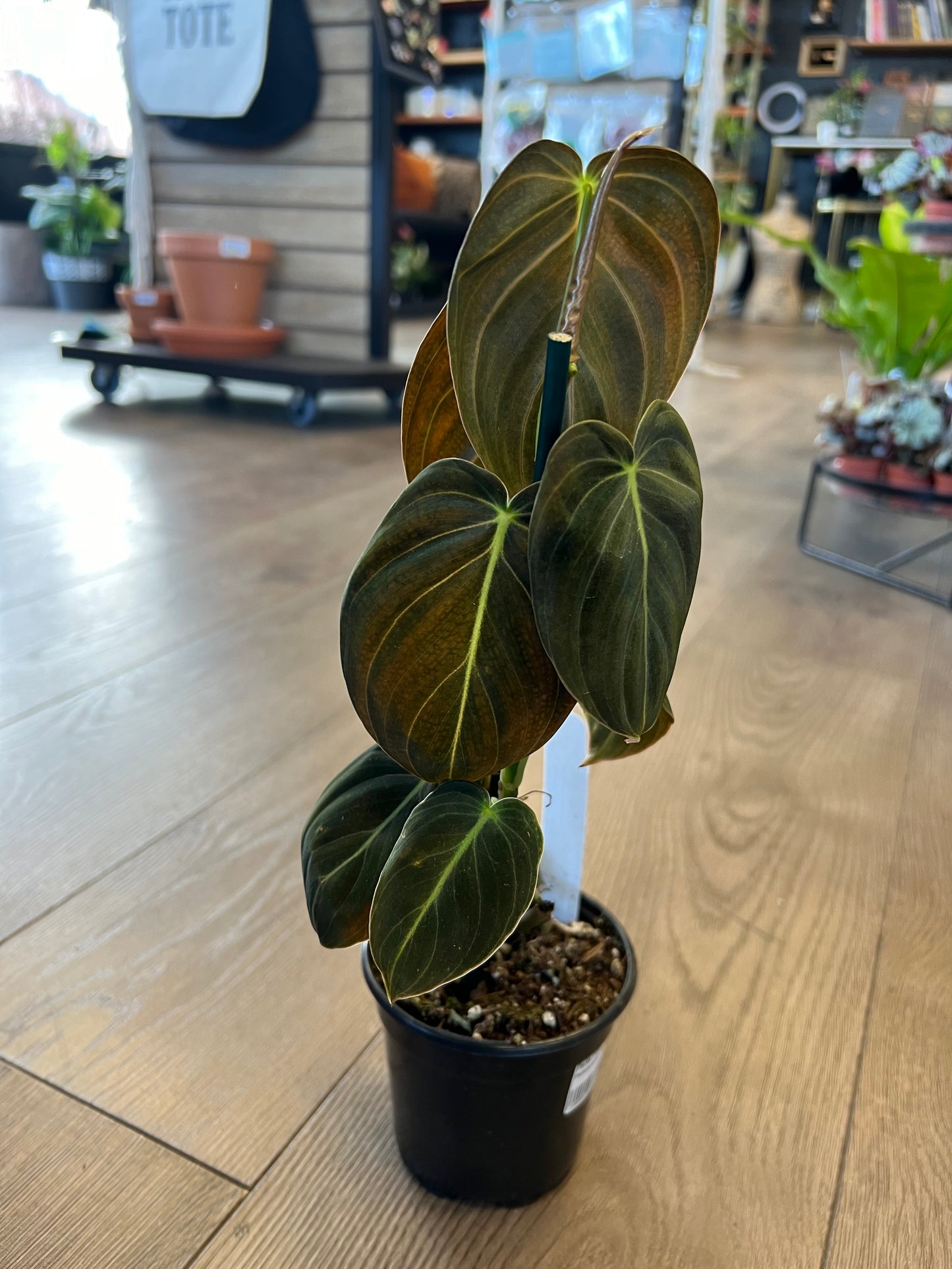 Philodendron melanochrysum