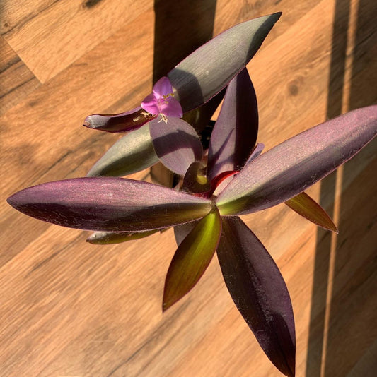 Tradescantia ‘Purple Heart’