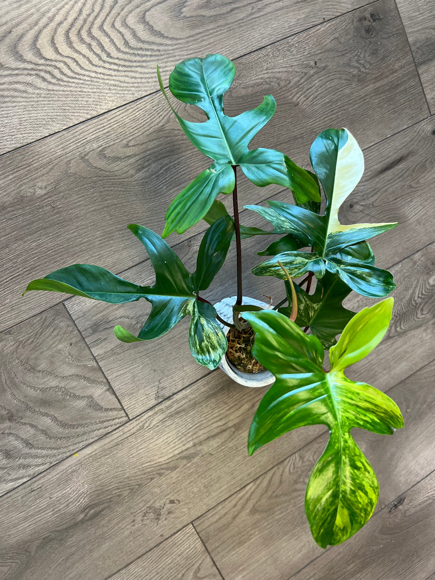 Philodendron 'Florida Beauty'