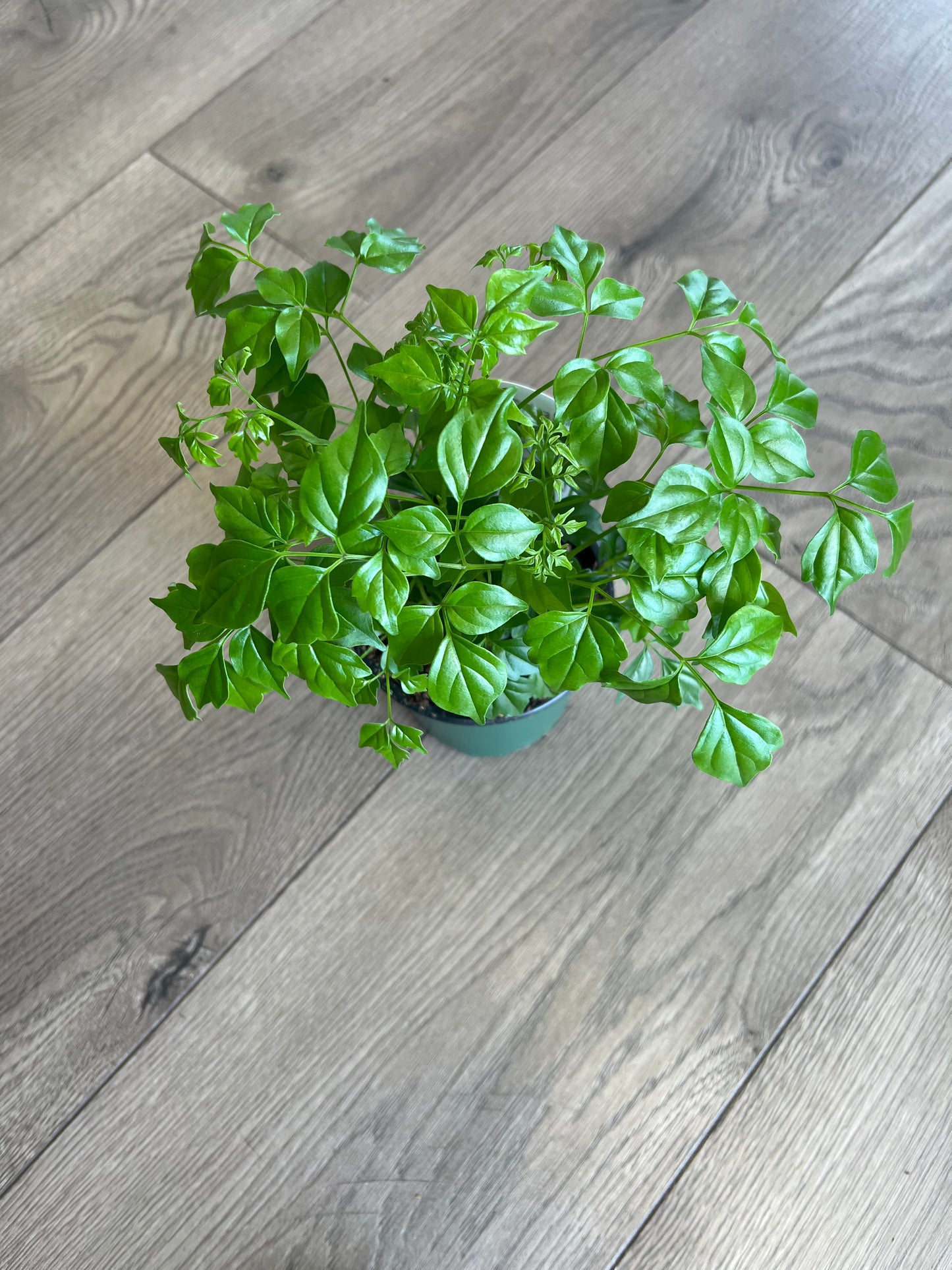 Radermachera sinica 'China Doll'