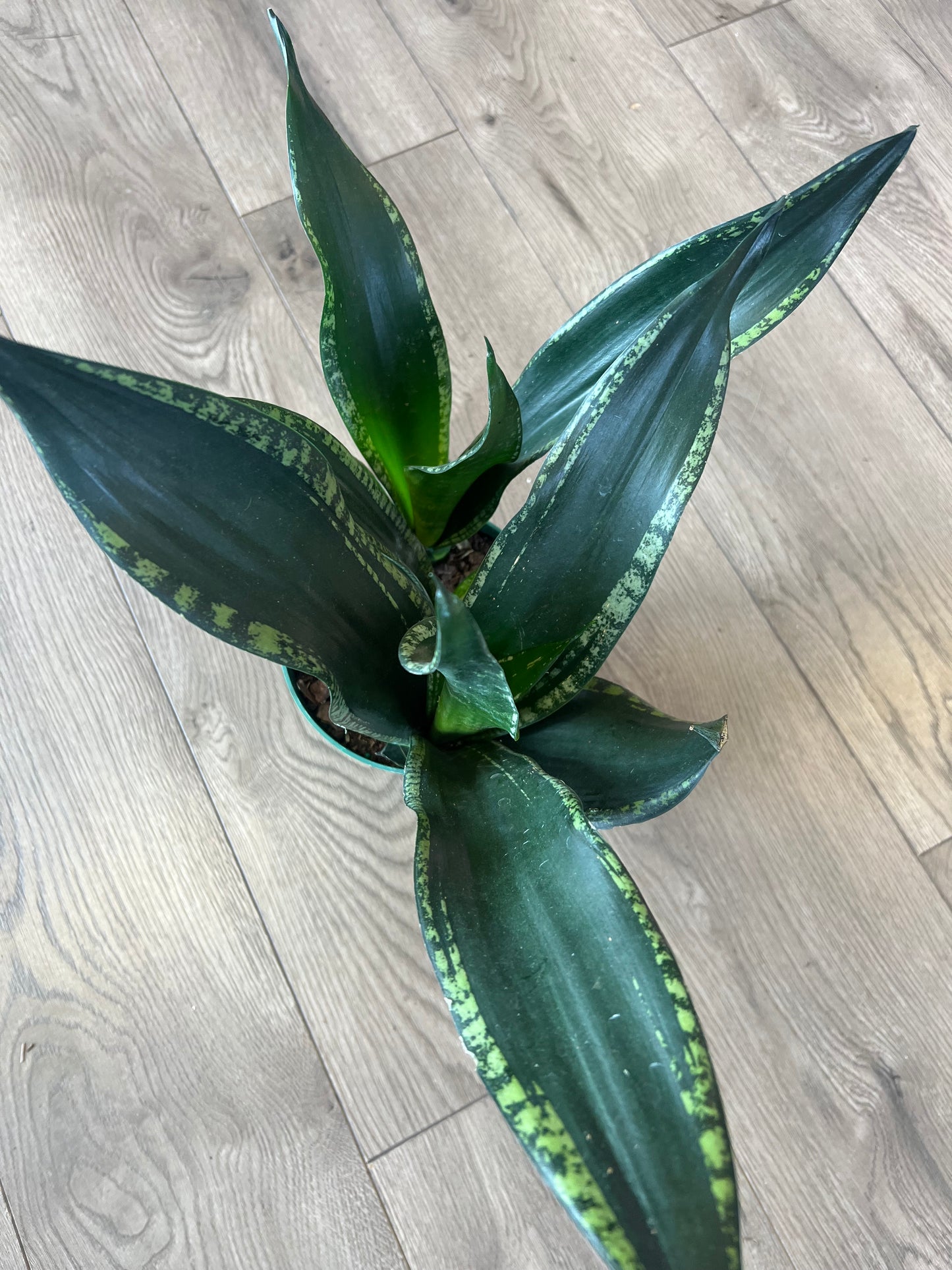 Sansevieria 'Whitney'