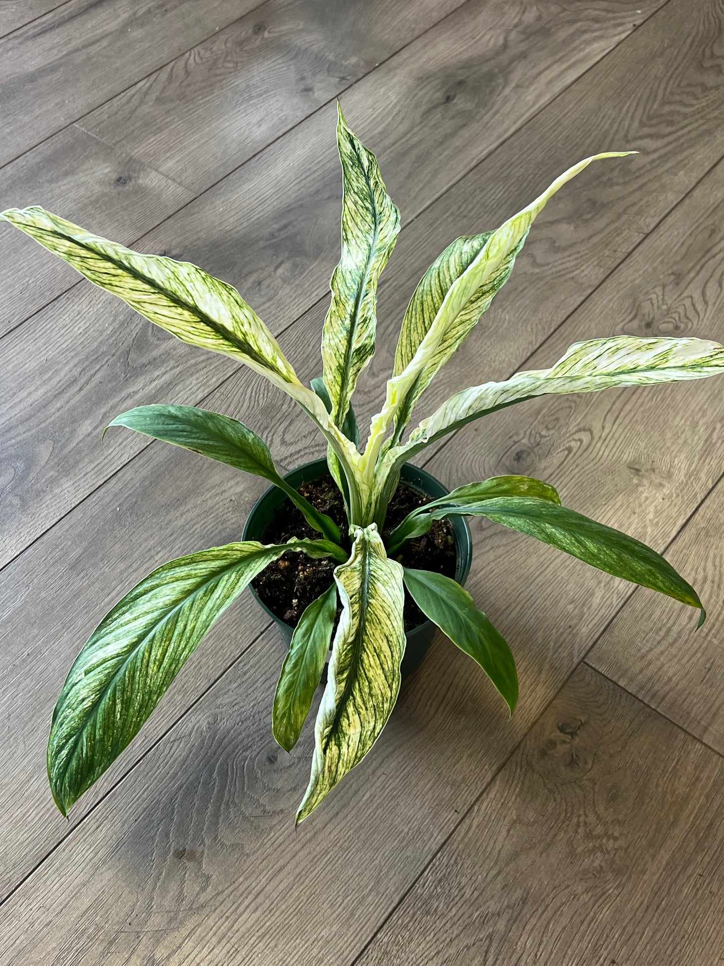 Spathiphyllum 'Jessica Peace Lily'