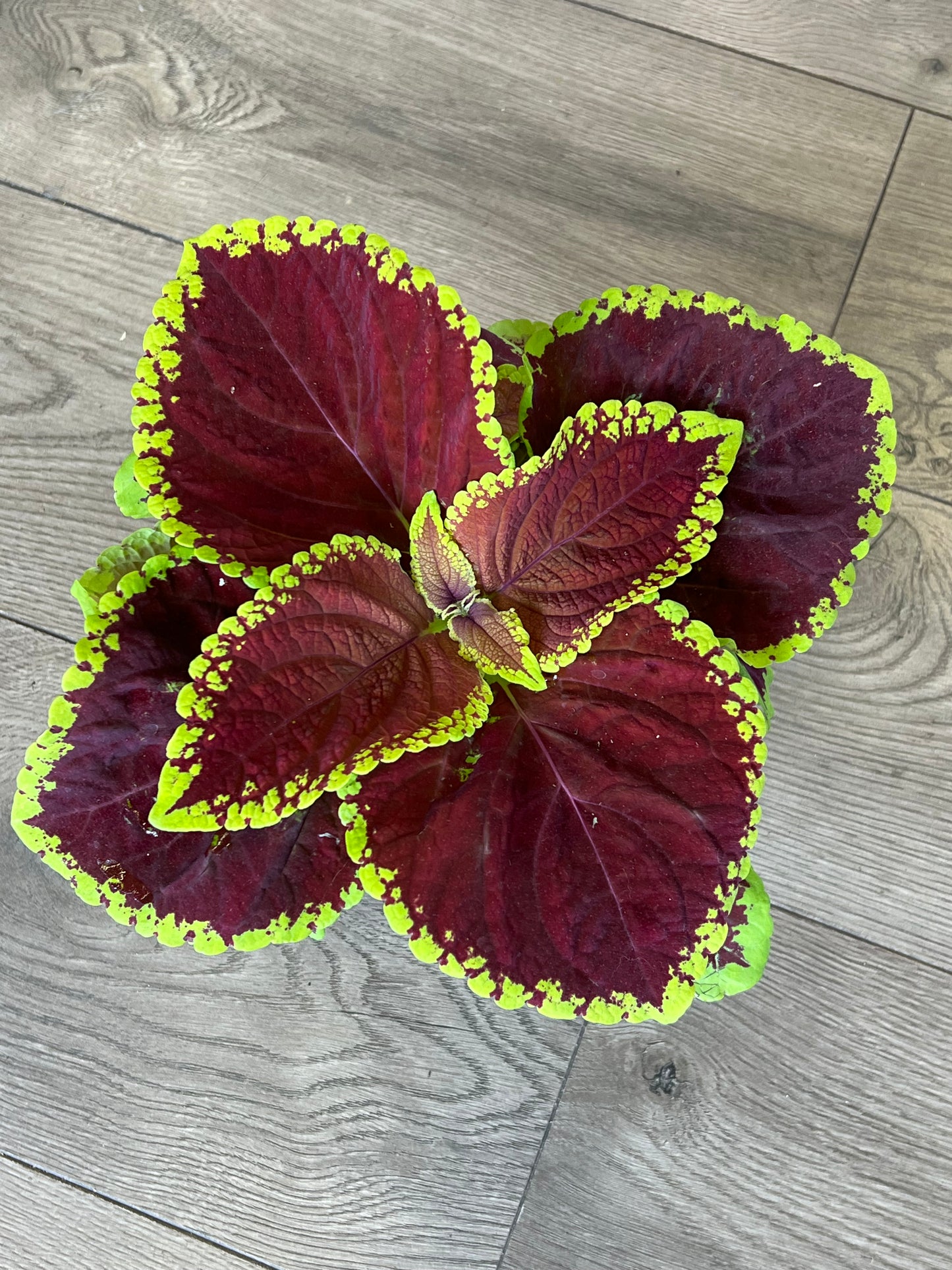 Coleus 'Jr Scarlet'