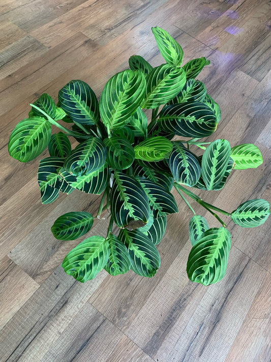 Maranta 'Prayer Plant Green'