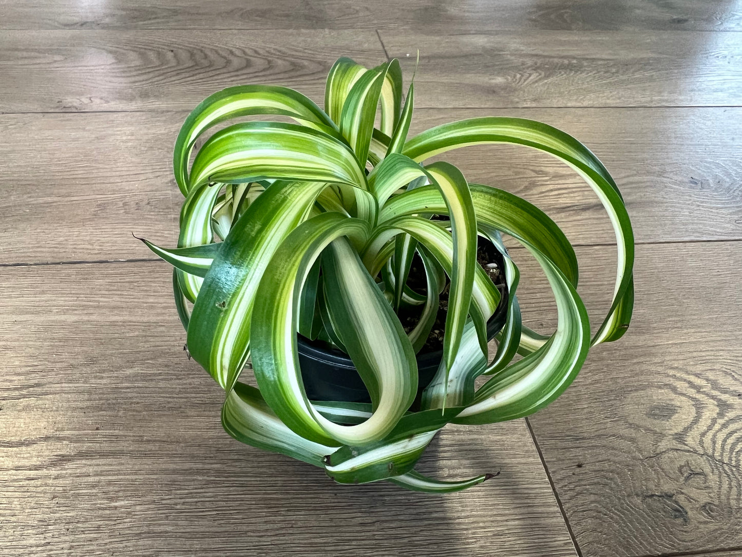 Chlorophytum comosum 'Bonnie'