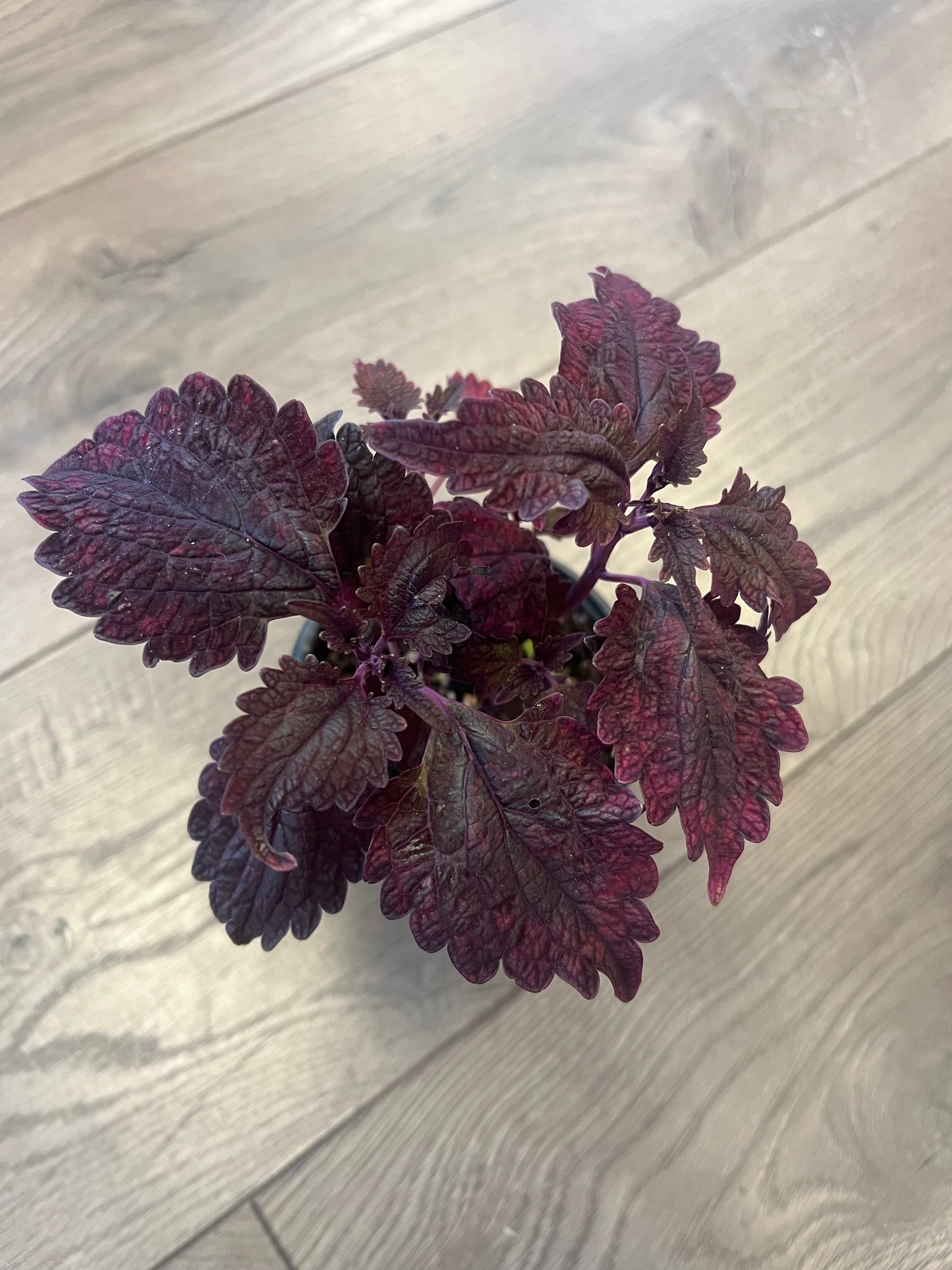 Coleus 'Theater Velvet'