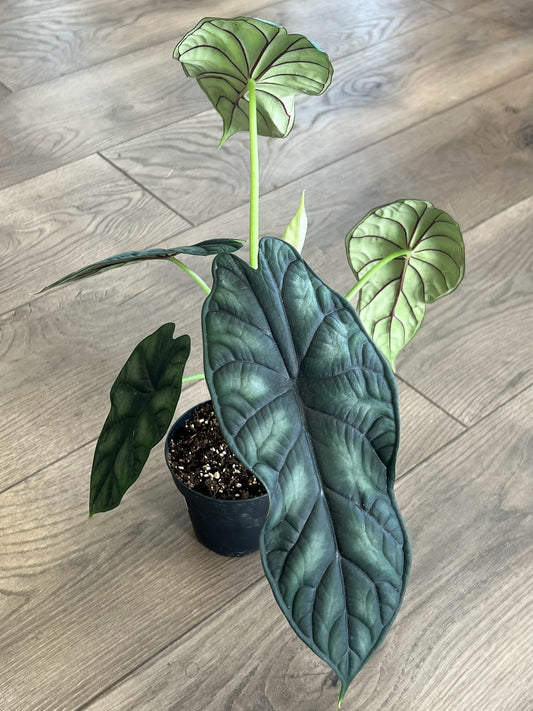Alocasia baginda 'Dragon Scale'