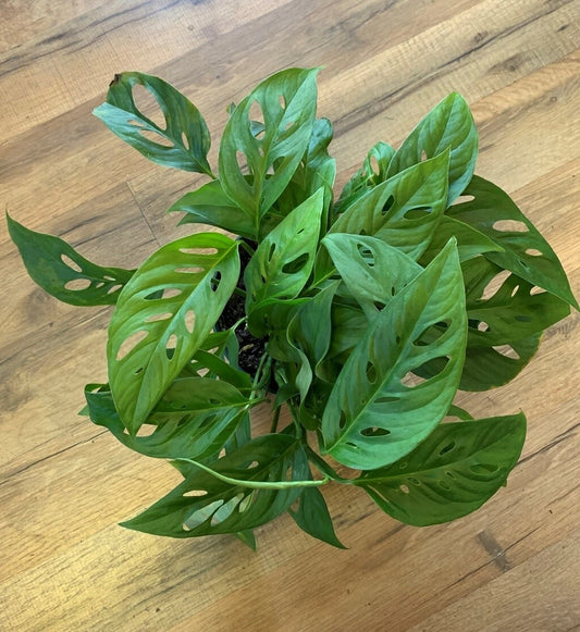 Monstera oblique var' explilata