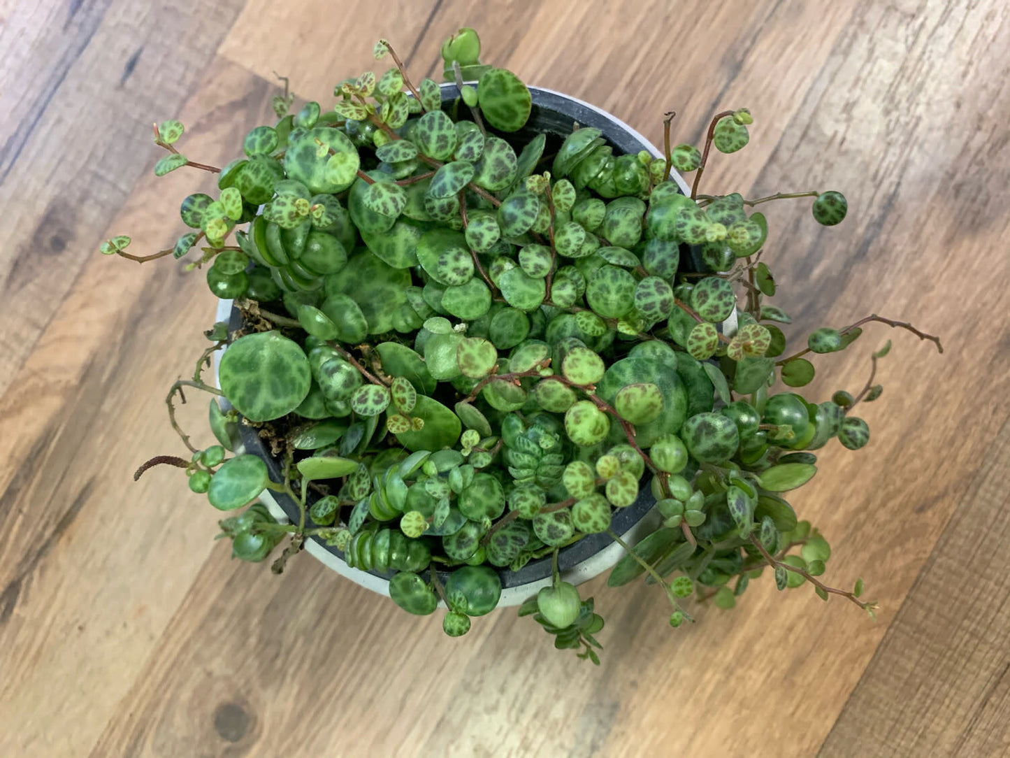 Peperomia prostrata 'String of Turtles'
