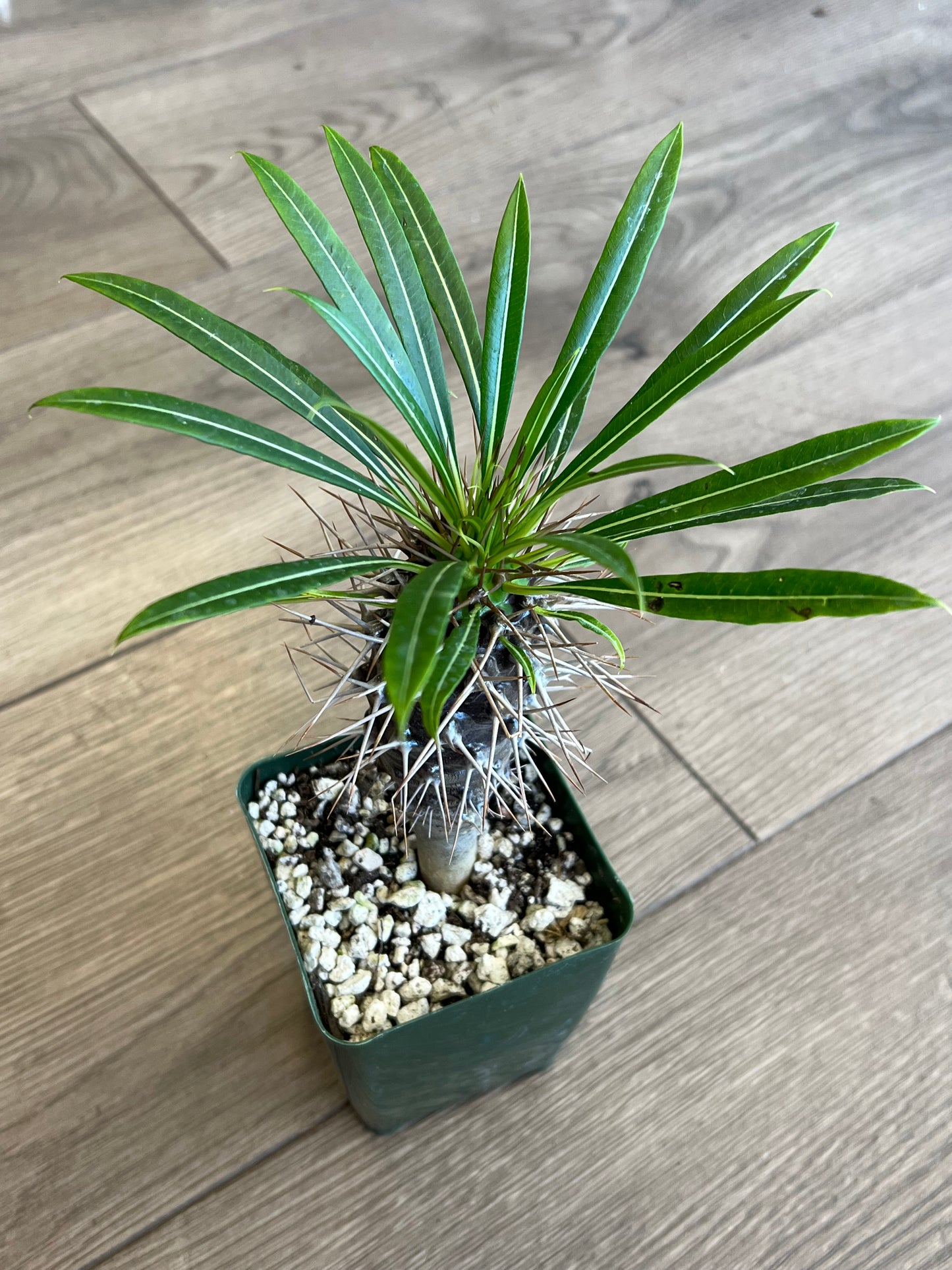 Pachypodium 'Madagascar Palm'