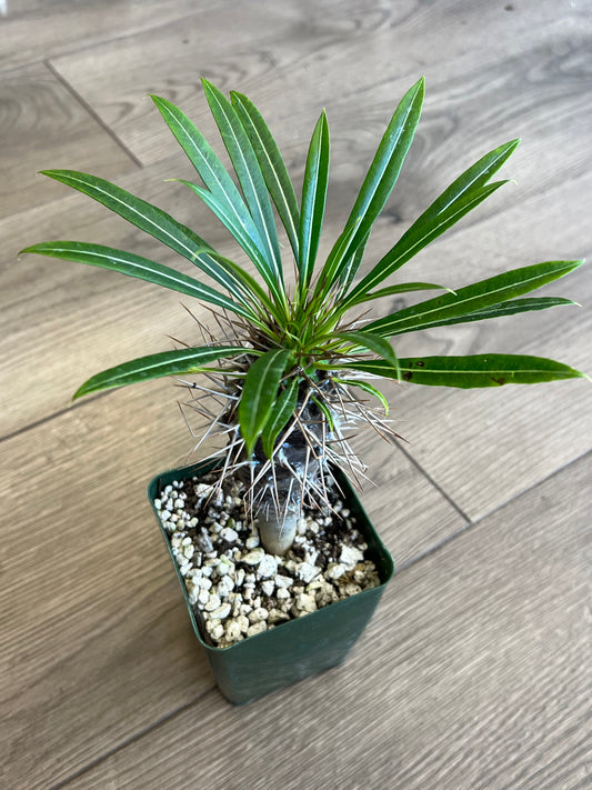 Pachypodium 'Madagascar Palm'