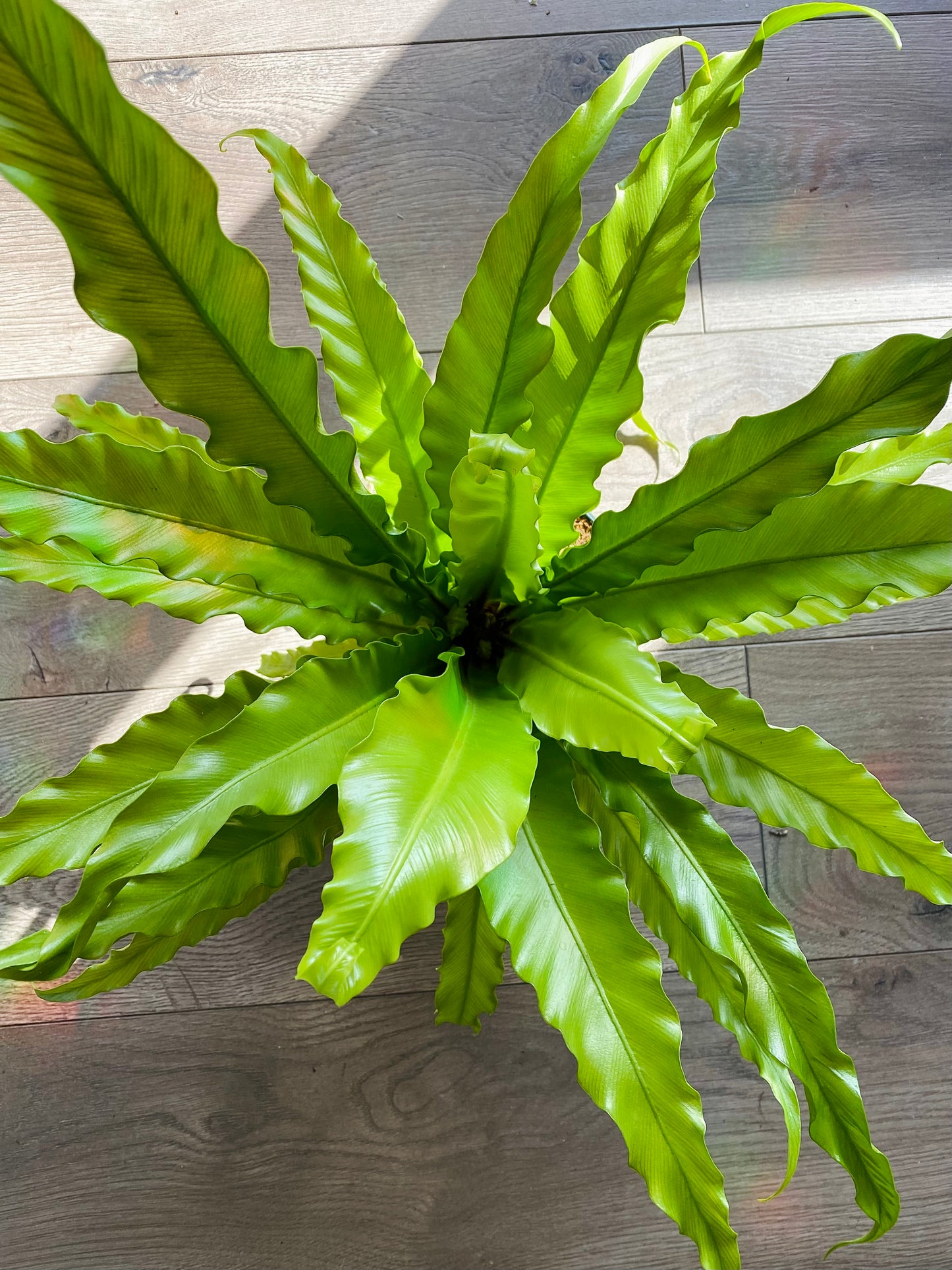 Asplenium antiquum 'Victorian Birds Nest'