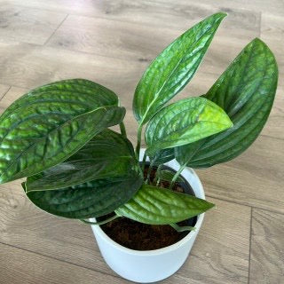 Monstera karstenianum ‘Peru’