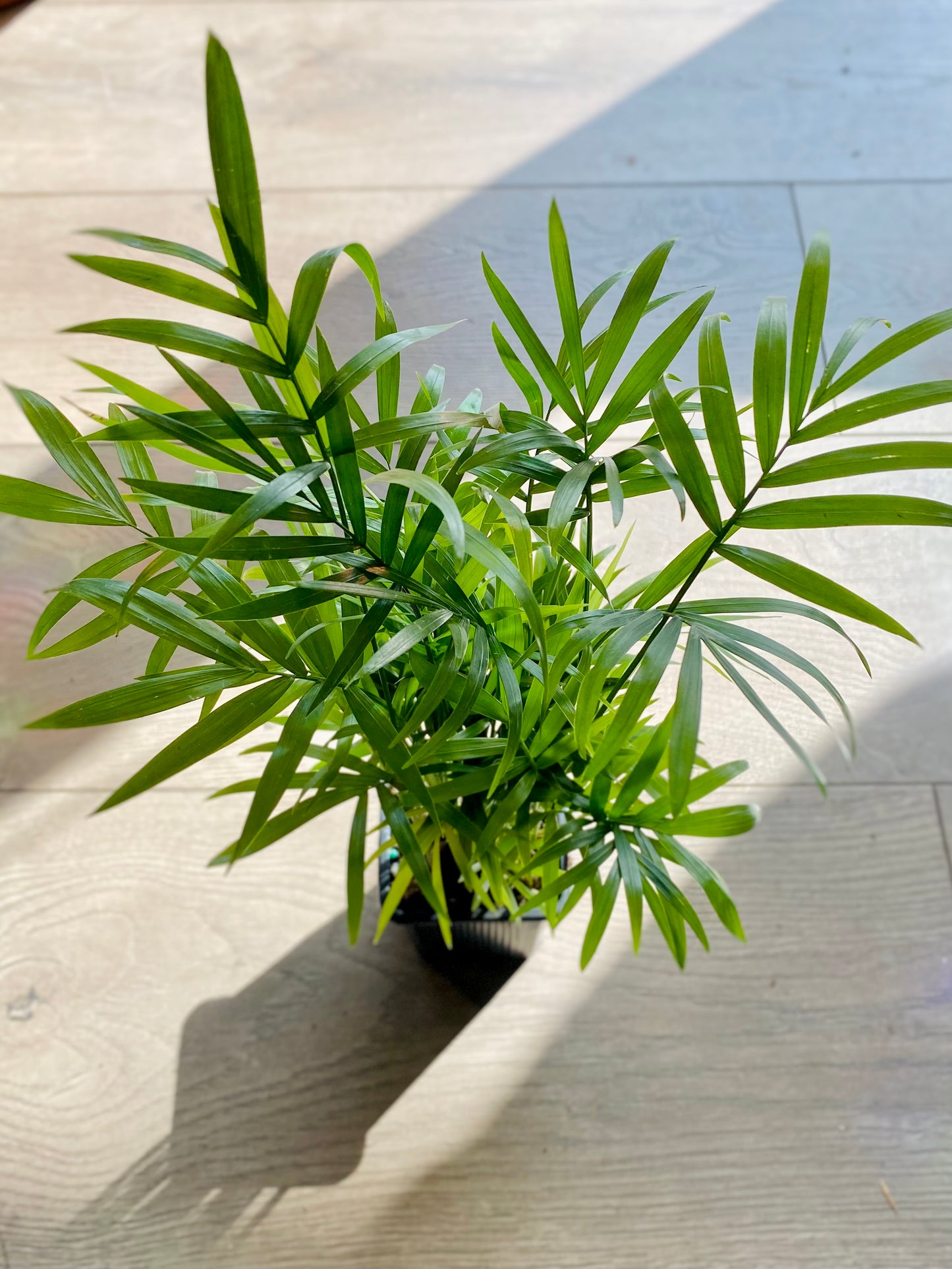 Chamaedorea elegans neanthe 'Bella Palm'